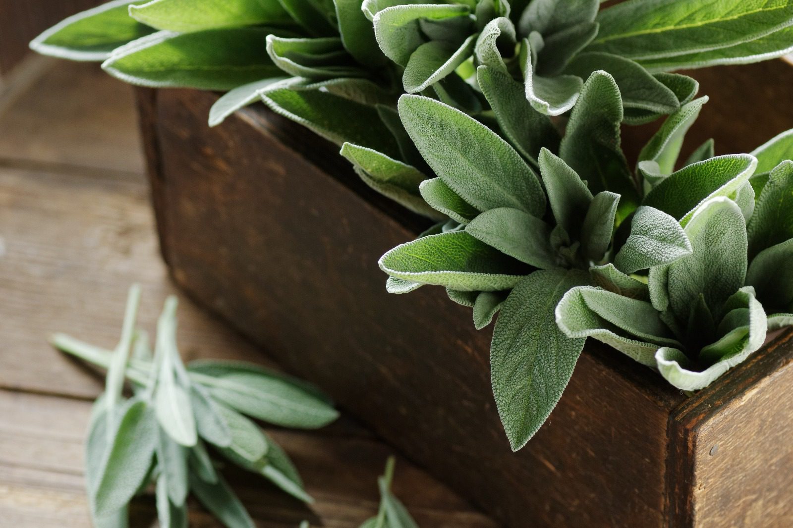 A wooden box with some green plants in it