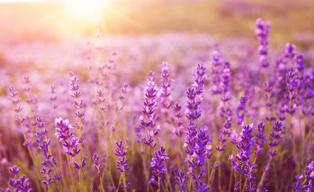 A field of purple flowers in the sunlight.