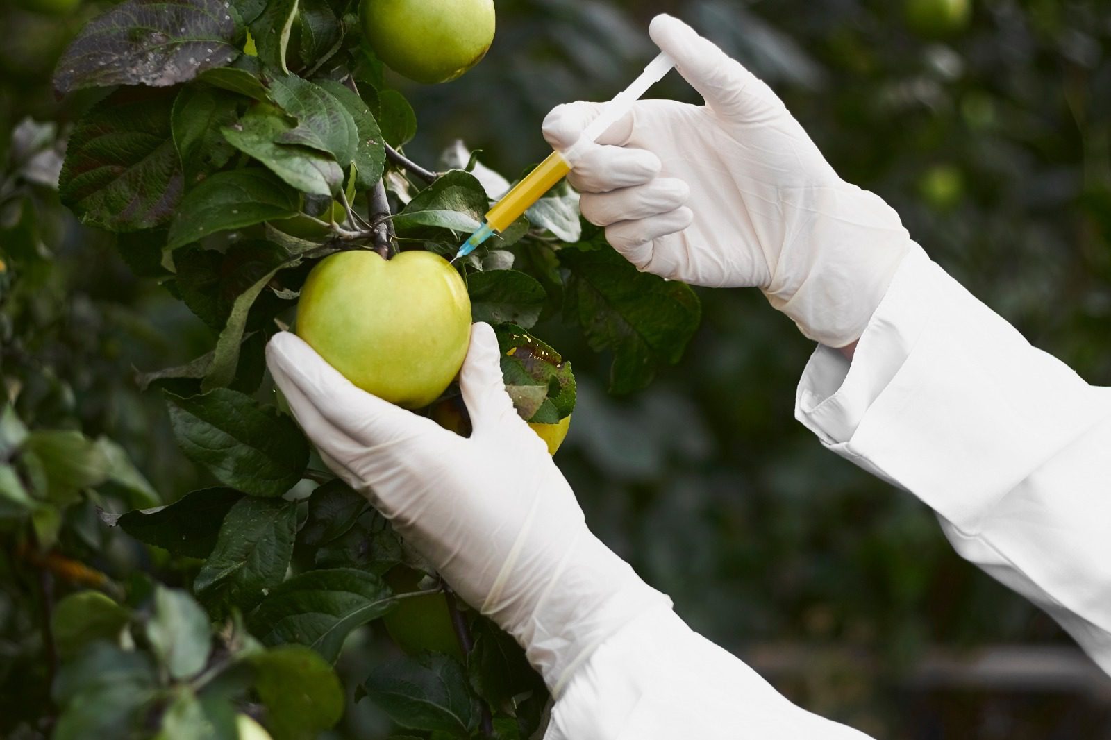 A person in white gloves is picking apples.