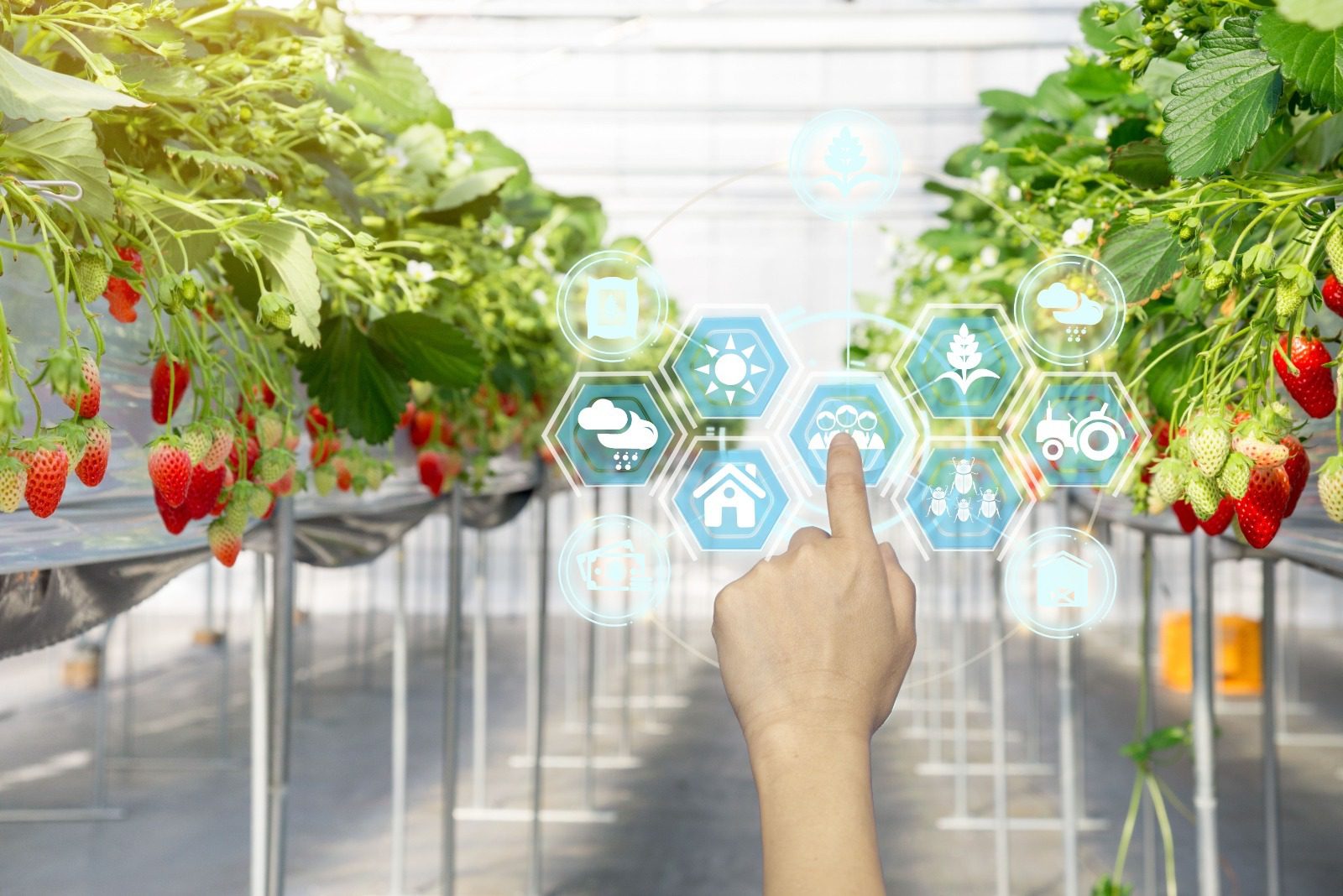 A hand touching an image of plants in a greenhouse.